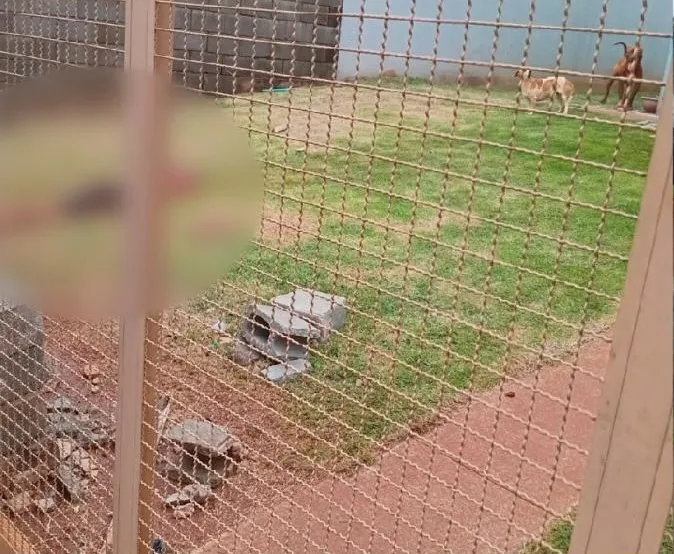 Criança morre após ser atacada por pit bull da própria família no Paraná; vizinhos derrubaram muro para tentar salvá-la